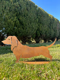 Hund „Dackel auf Platte”